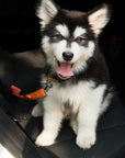 Pets Car Seat Belt Adjustable Harness