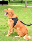 Pet Walking Harness Adjustable Comfort