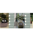 Smart Planter with AI: 49 Expressions, 7 Sensors for Easy Plant Care